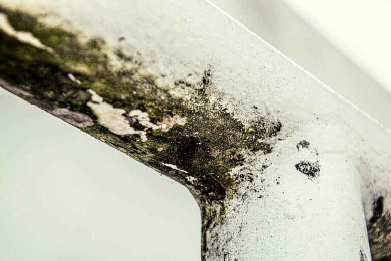 Mold Remediation vs. Mold Removal: What’s the Difference?